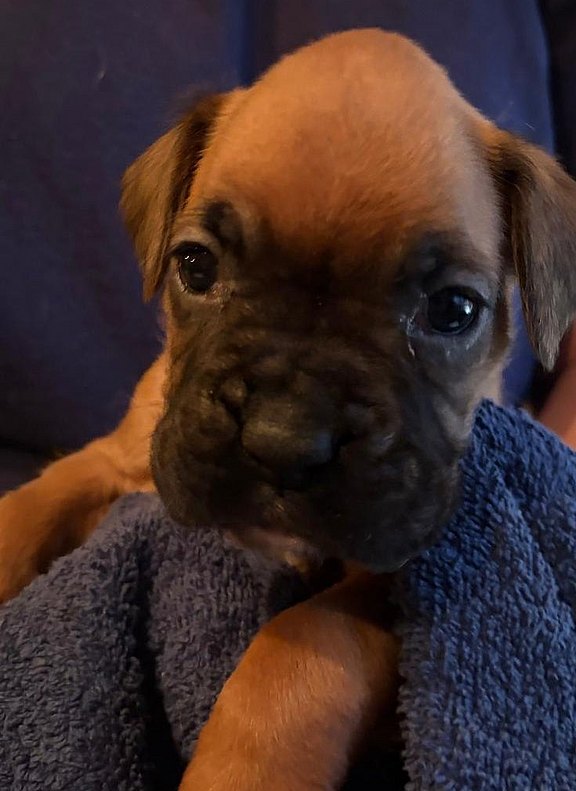 Boxerhündin grünes Halsband