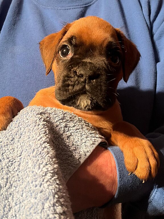 Boxer-Rüde mit 35 Tagen