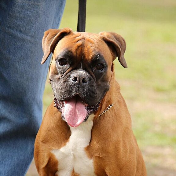 Käthe vom Langwitzer Orden, Daten-Stand