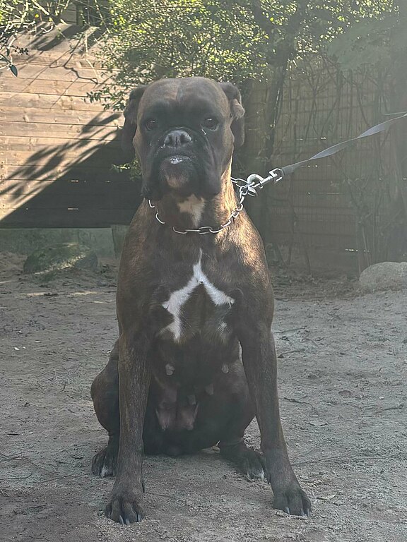 Foto der Boxerhündin Wanda vom Lankwitzer Orden   