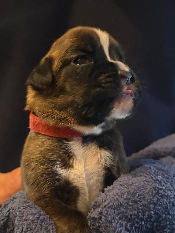 Boxerhündin rotes Halsband
