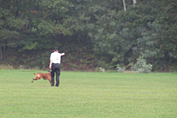 Baron vom Königsbusch - DM 2009 - Schutzdienst