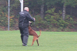 Baron vom Königsbusch - DM 2009 - Schutzdienst