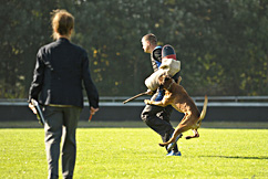 Baron vom Königsbusch - DM 2010