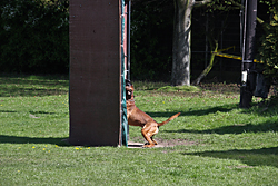 Baron vom Königsbusch - Körung 2010