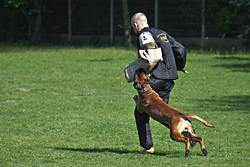 Baron vom Königsbusch - Körung 2010