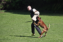 Baron vom Königsbusch - Körung 2010