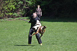 Baron vom Königsbusch - Körung 2010