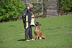 Baron vom Königsbusch - Körung 2010