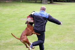 Baron vom Königsbusch - LAP 2009 -Schutzdienst