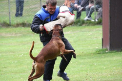 Baron vom Königsbusch - LAP 2009 -Schutzdienst