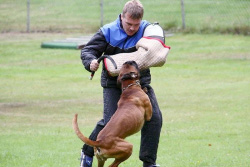 Baron vom Königsbusch - LAP 2009 -Schutzdienst