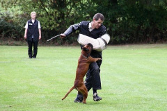 Baron vom Königsbusch - LAP 2009 -Schutzdienst