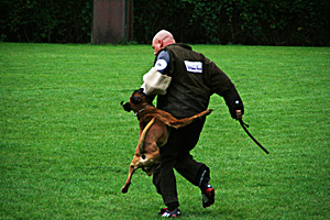 Baron vom Königsbusch - LAP 2010 - Schutzdienst