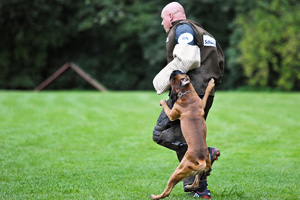 Baron vom Königsbusch - LAP 2010 - Schutzdienst