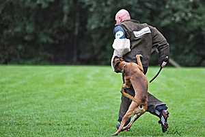 Baron vom Königsbusch - LAP 2010 - Schutzdienst